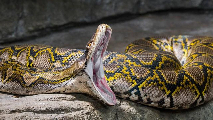 Endonezya'da 5 Metrelik Piton Yılanı 45 Yaşındaki Kadını Yutarak Öldürdü